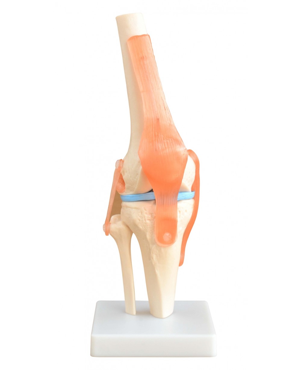 Anatomia do Joelho